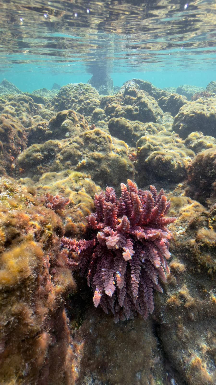 L'Asparagopsis taxiformis, l'alga antimetano